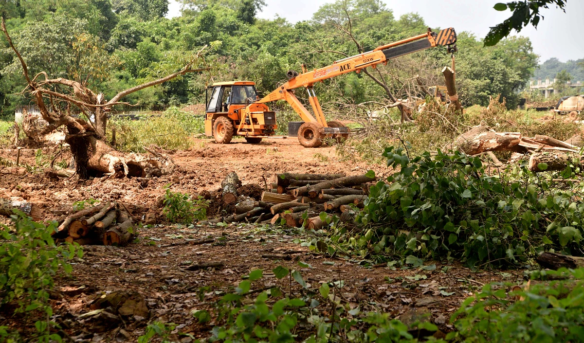 felling of trees large 1513 21.webp