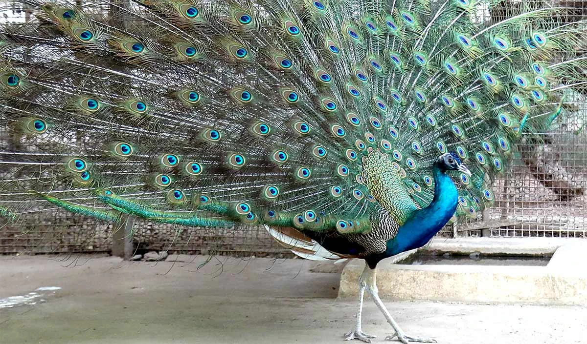 peacock large 1226 23.webp