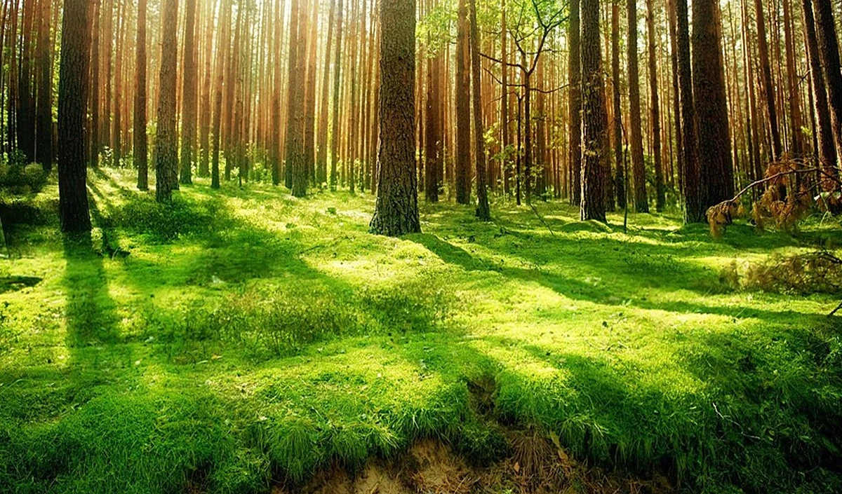 nature large 1326 23.webp