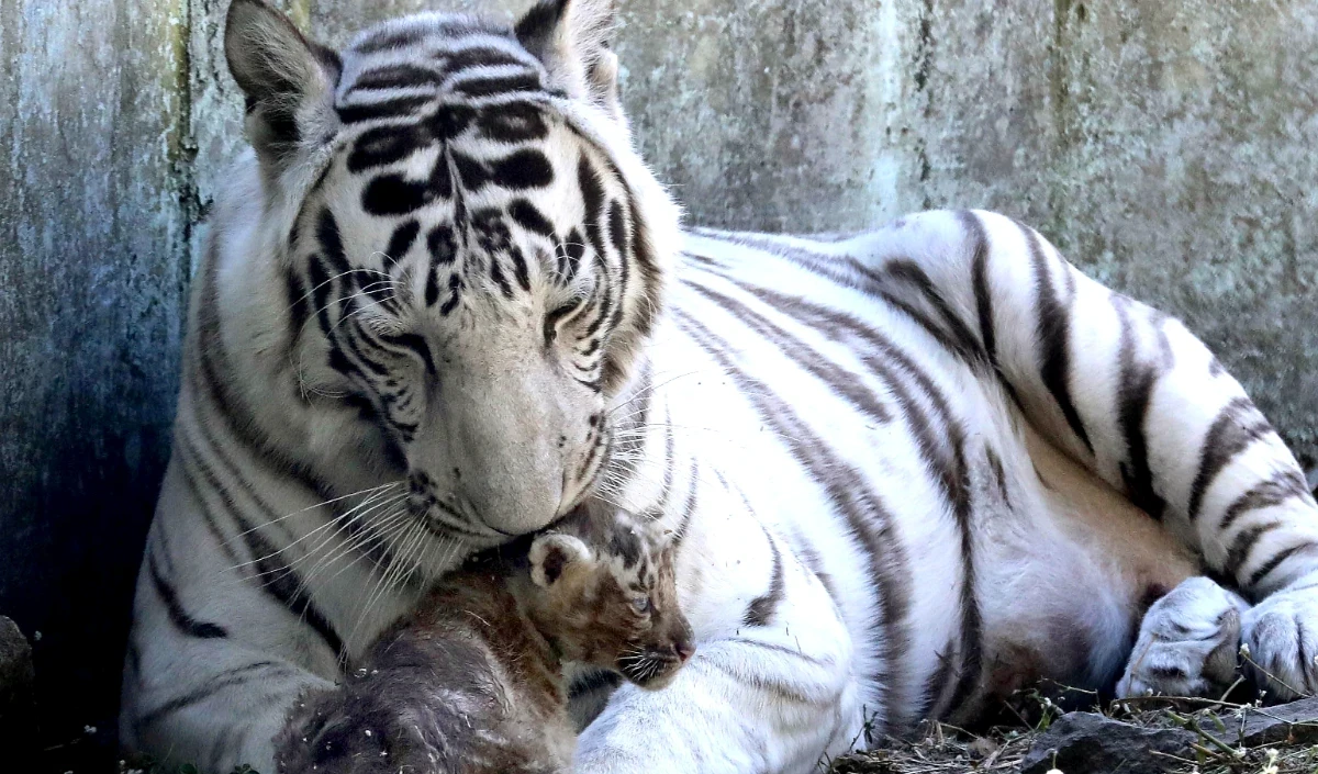 tigress large 0807 153.webp
