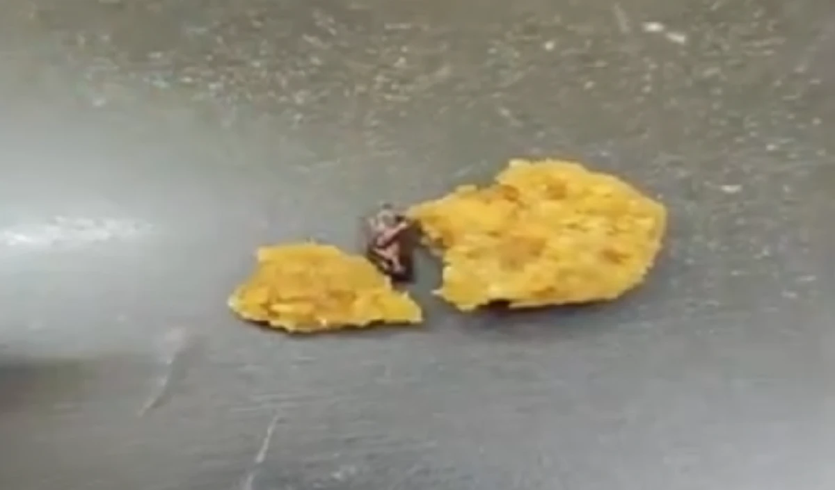 cockroach large 1857 19.webp